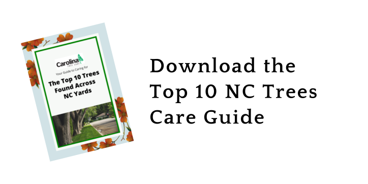 Top 10 NC Trees Care Guide Banner 2